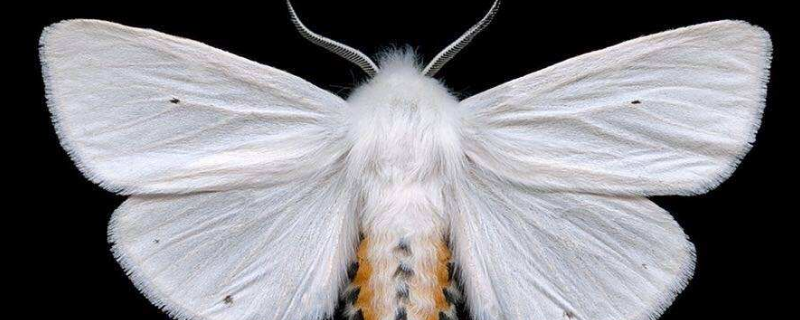 蛾子汁液有什么用