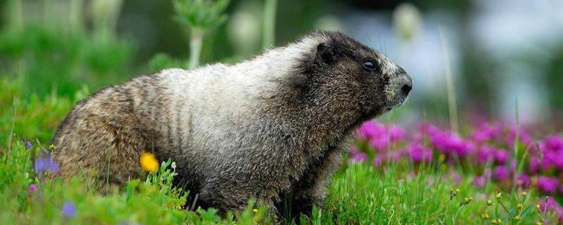 土拨鼠是保护动物吗