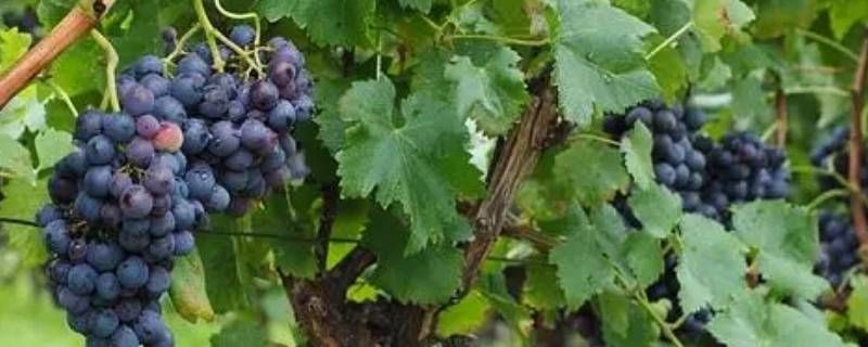 葡萄树会老死吗