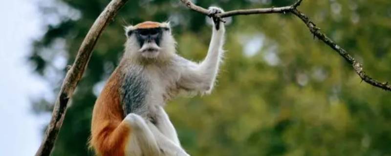 强作解人打一生肖