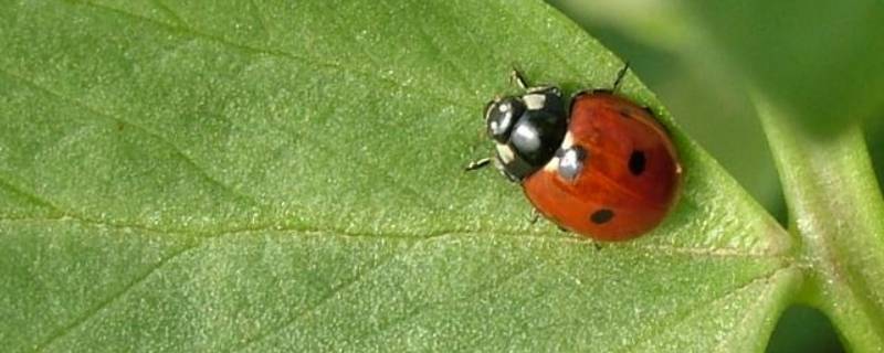 为什么虫子喜欢灯光