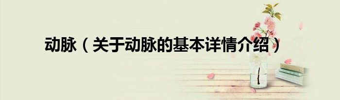 动脉（关于动脉的基本详情介绍）