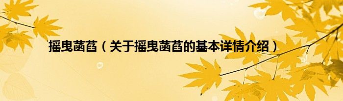摇曳菡萏（关于摇曳菡萏的基本详情介绍）