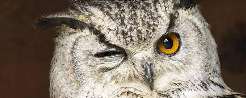 猫头鹰是鸟吗
