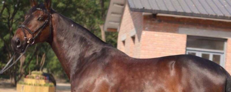 马血是什么颜色的?