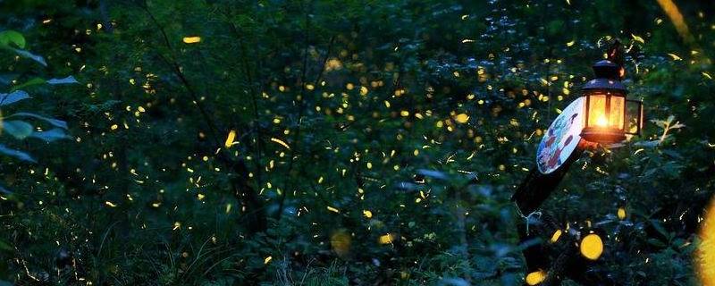 为什么不能用手碰萤火虫